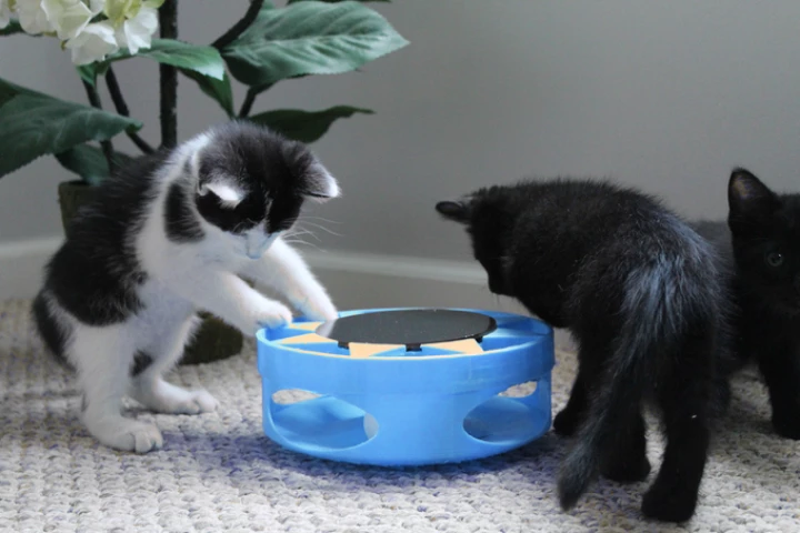 IrresistiCat keeps inquisitive cats in a playful mood by pushing a ball around an enclosed track