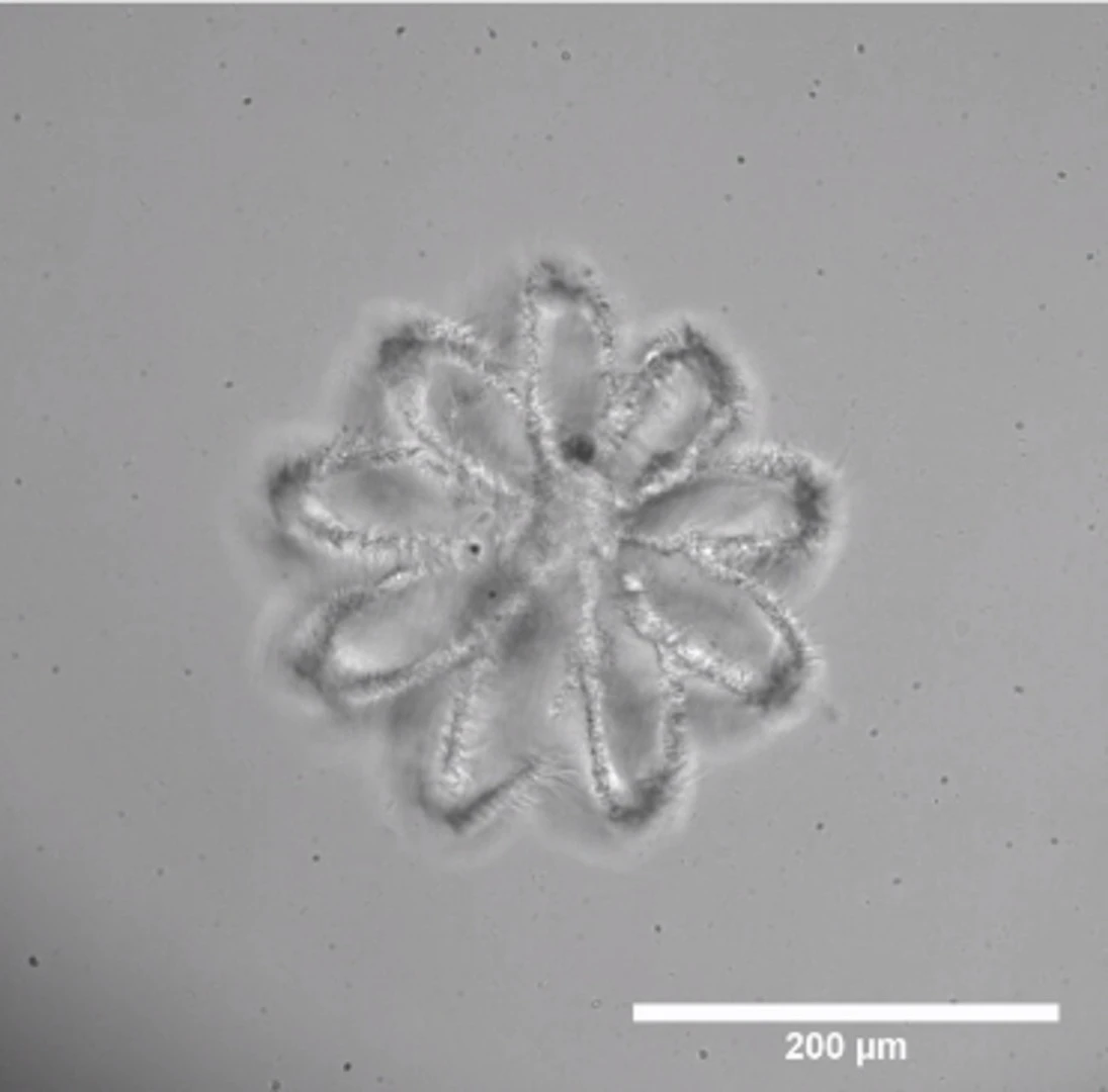 A 3D-printed tissue scaffold