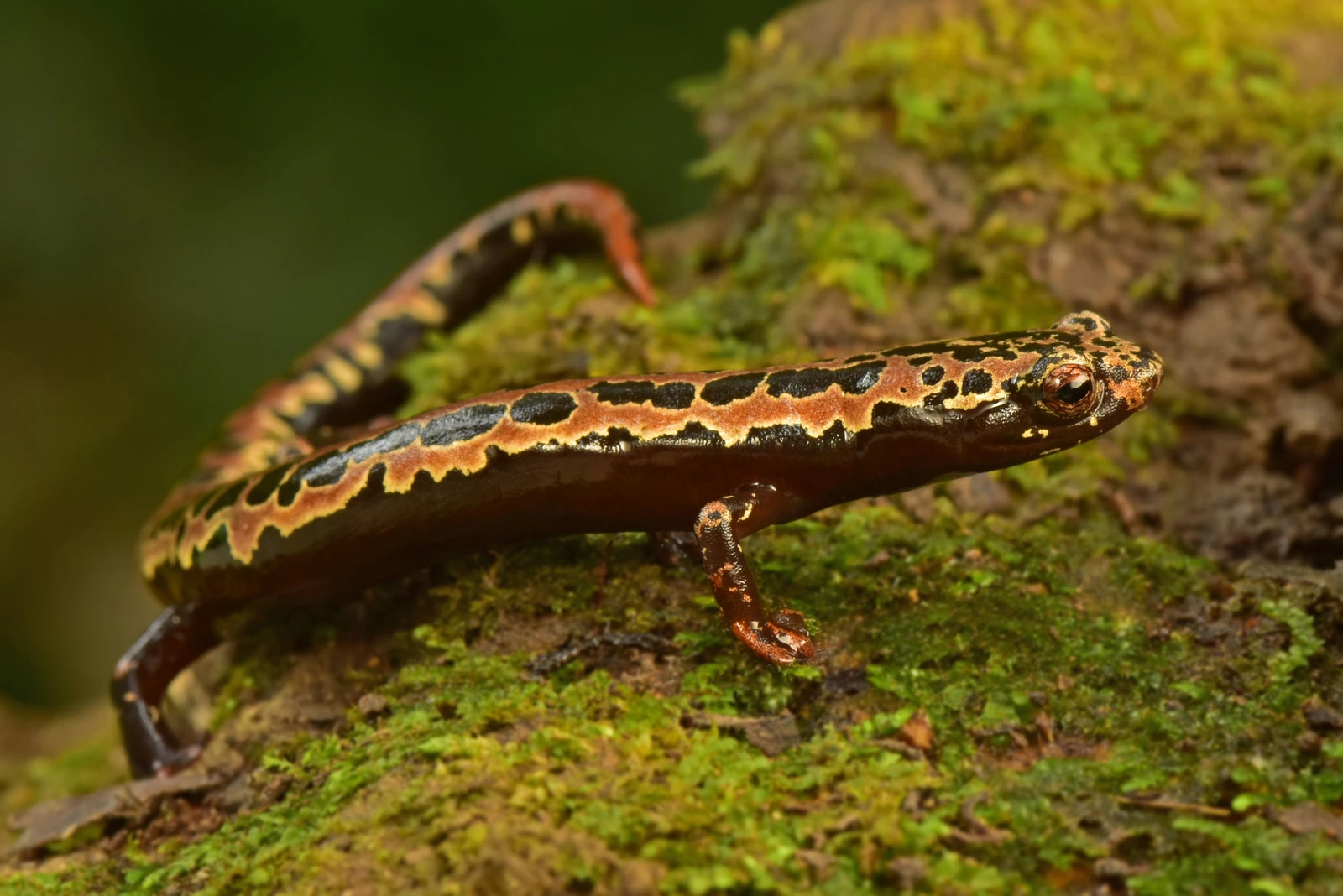 A rare salamander