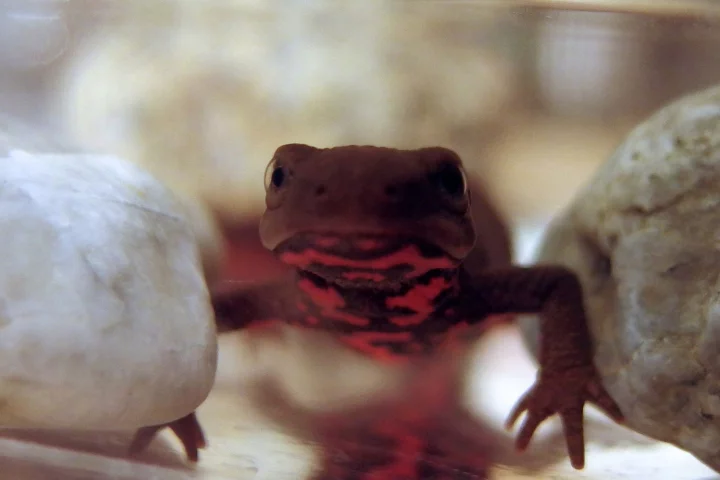 New insights into how Japanese fire bellied newts regenerate their limbs could further our understanding of tissue regeneration in mammals