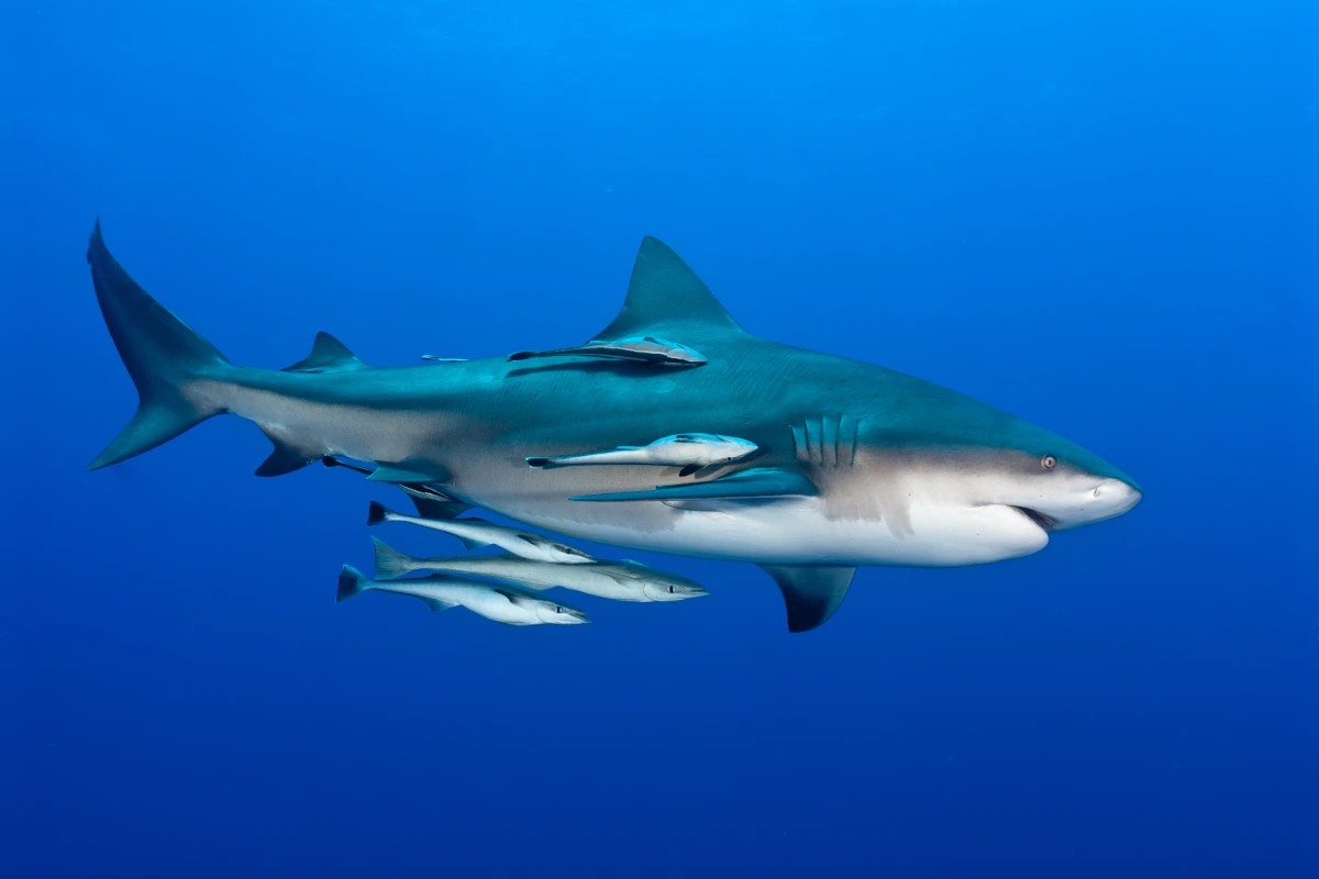 A group of remoras, freeloading off a bull shark (Photo: Shutterstock)
