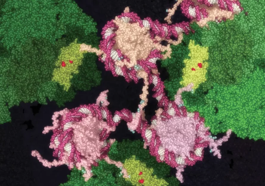 An artist's impression of the KAT6A and KAT6B genes, which are being inhibited by new molecules (red) that could help put cancer to sleep