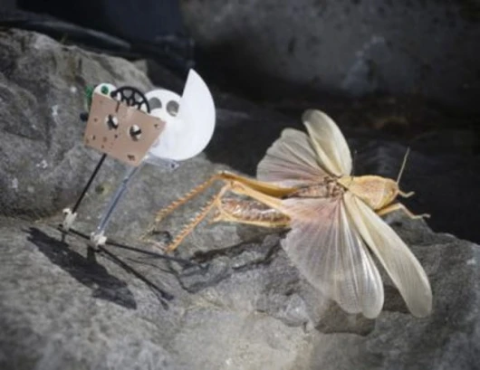 Jumping microbotPhoto: Alain Herzog/EPFL