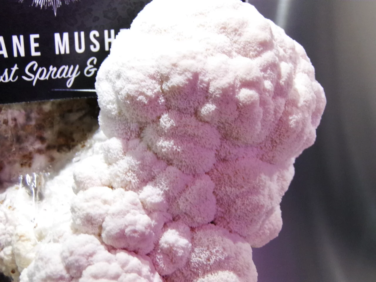 Lion's mane mushrooms growing in the Mella