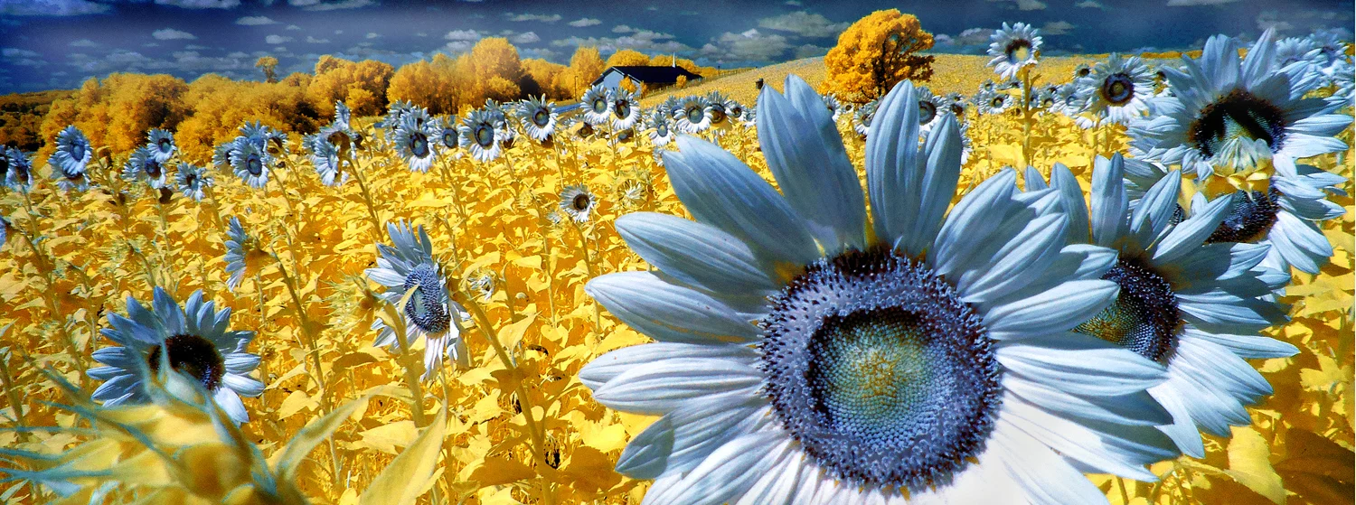 Honorable Mention in the Infrared Color category - Blue Suns