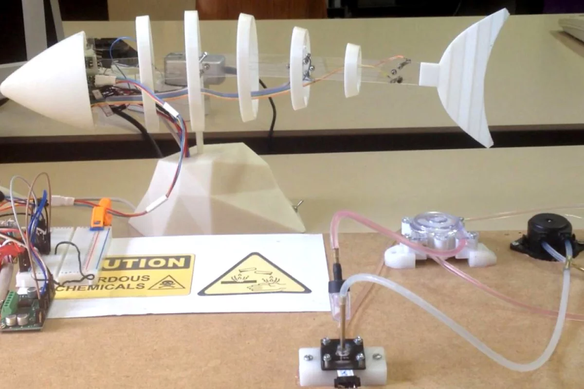 The robotic fish uses shape memory alloy actuators to bend a "backbone" and drive it through the water