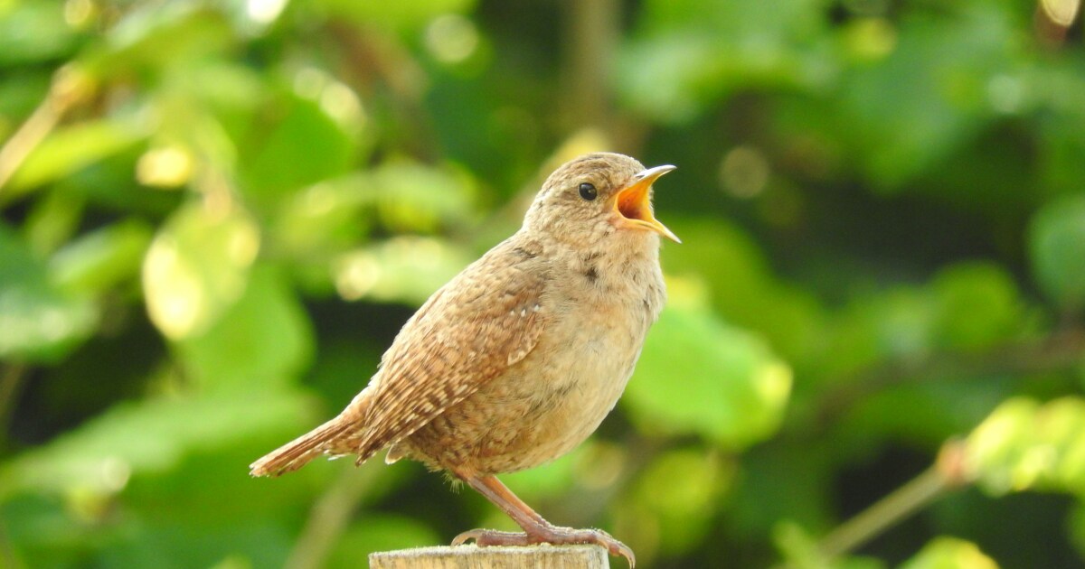 Birds sing longer due to light pollution study finds Birds sing longer due to light pollution study finds