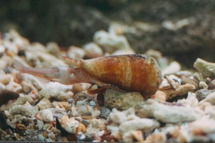 Deadly display: An adult Conus magus makes easy work of their fish meal
