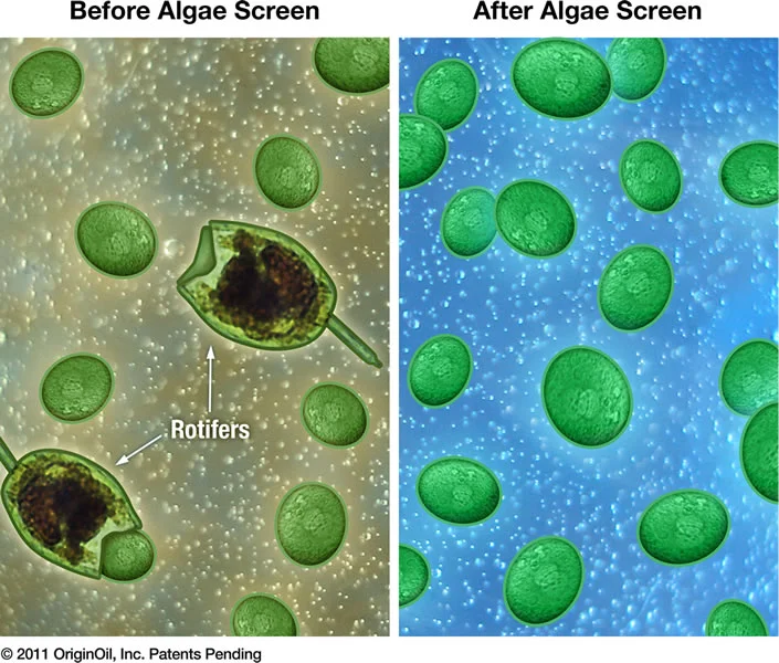 OriginOil's method of harvesting lipids during its Single Step Extraction process