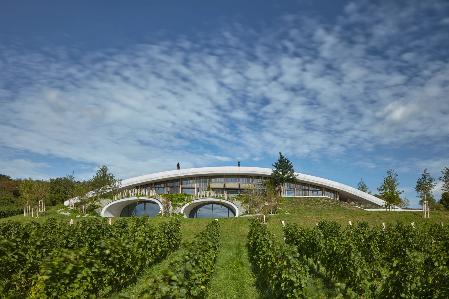 The Gurdau Winery's generous glazing maximizes daylight in the customer areas