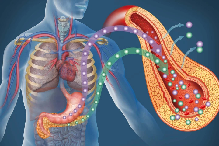 Replenishing the insulin-secreting beta cells found in the pancreas could lead to a more permanent treatment for diabetes (Image: Shutterstock)
