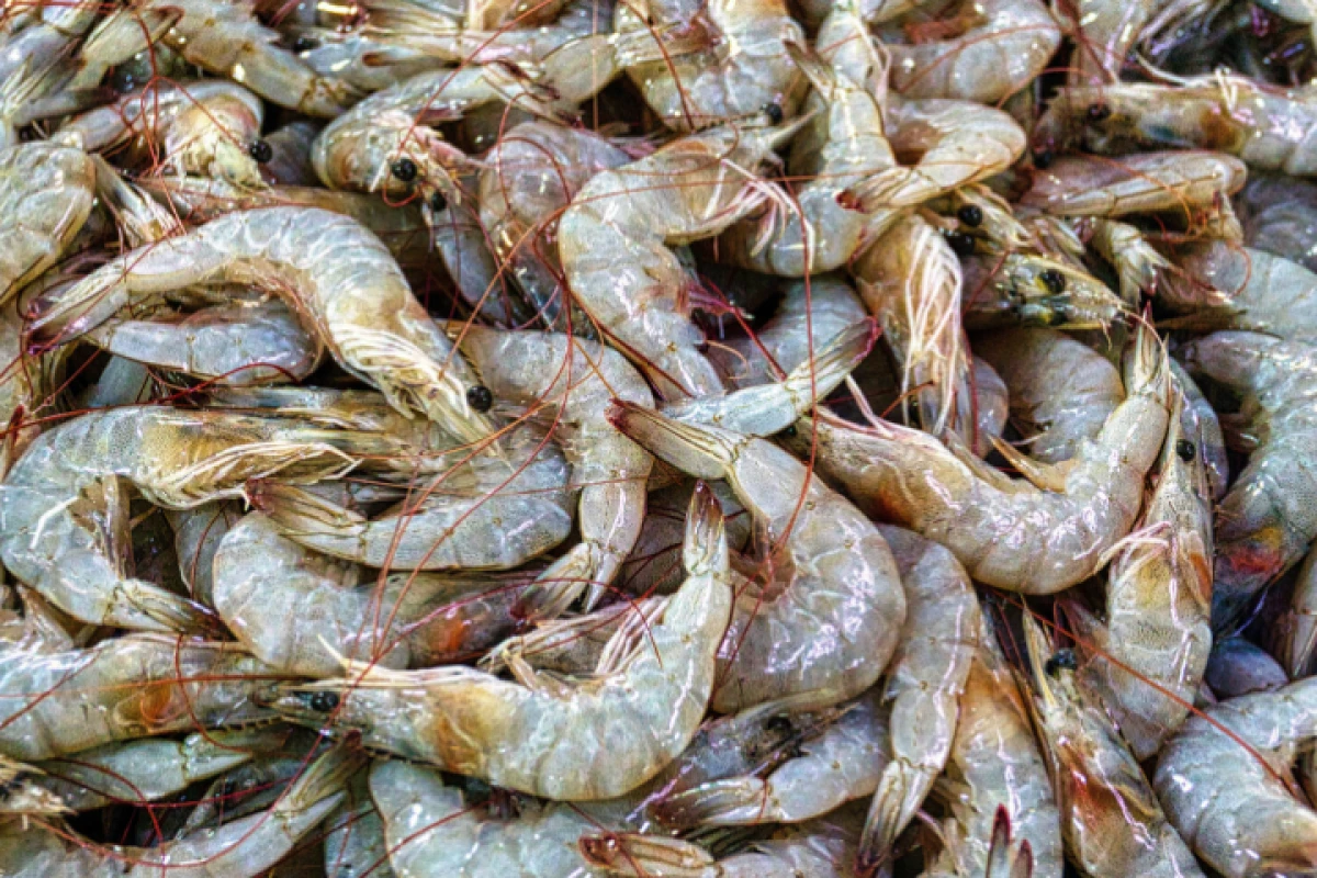 Shrimp shells are one source of chitin