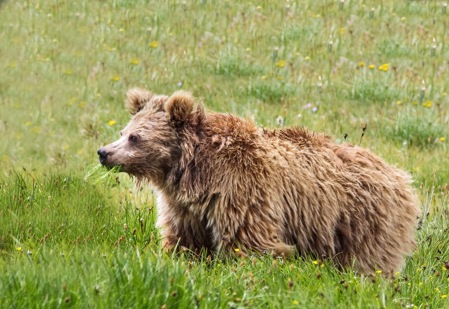 A Himalayan brown bear, which may be behind the Yeti legend, thanks to a case of mistaken identity