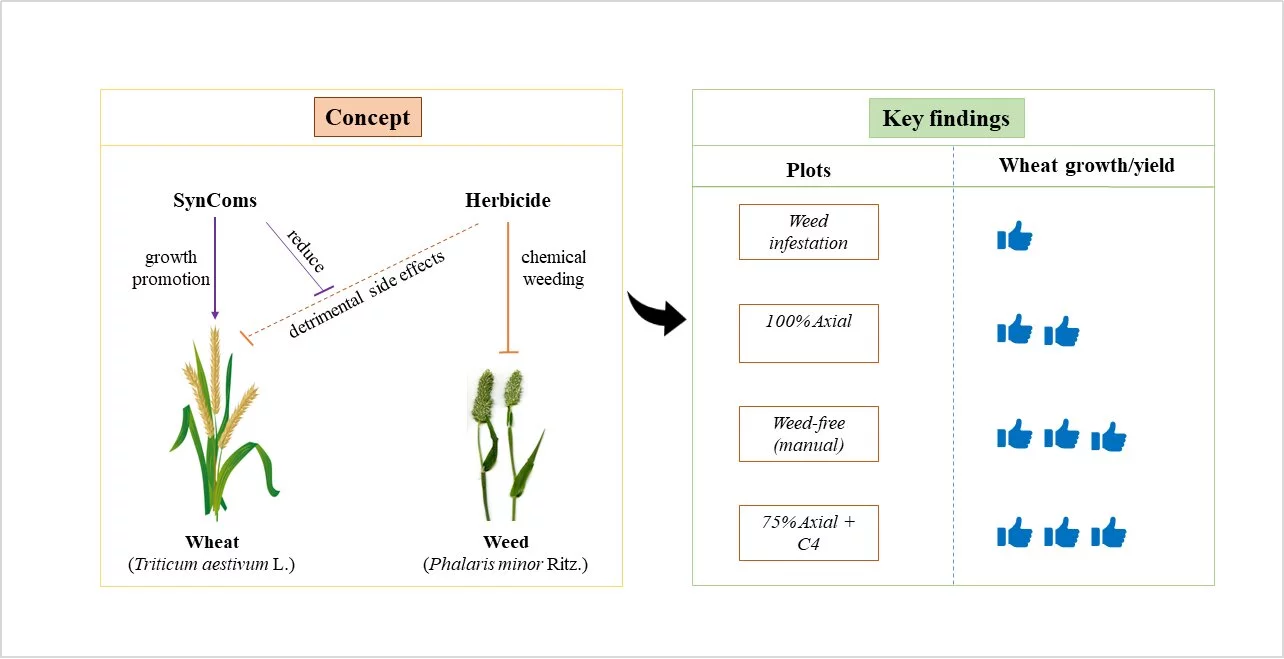 Graphical abstract from the study shows the aim and end goal: reduced use of herbicides