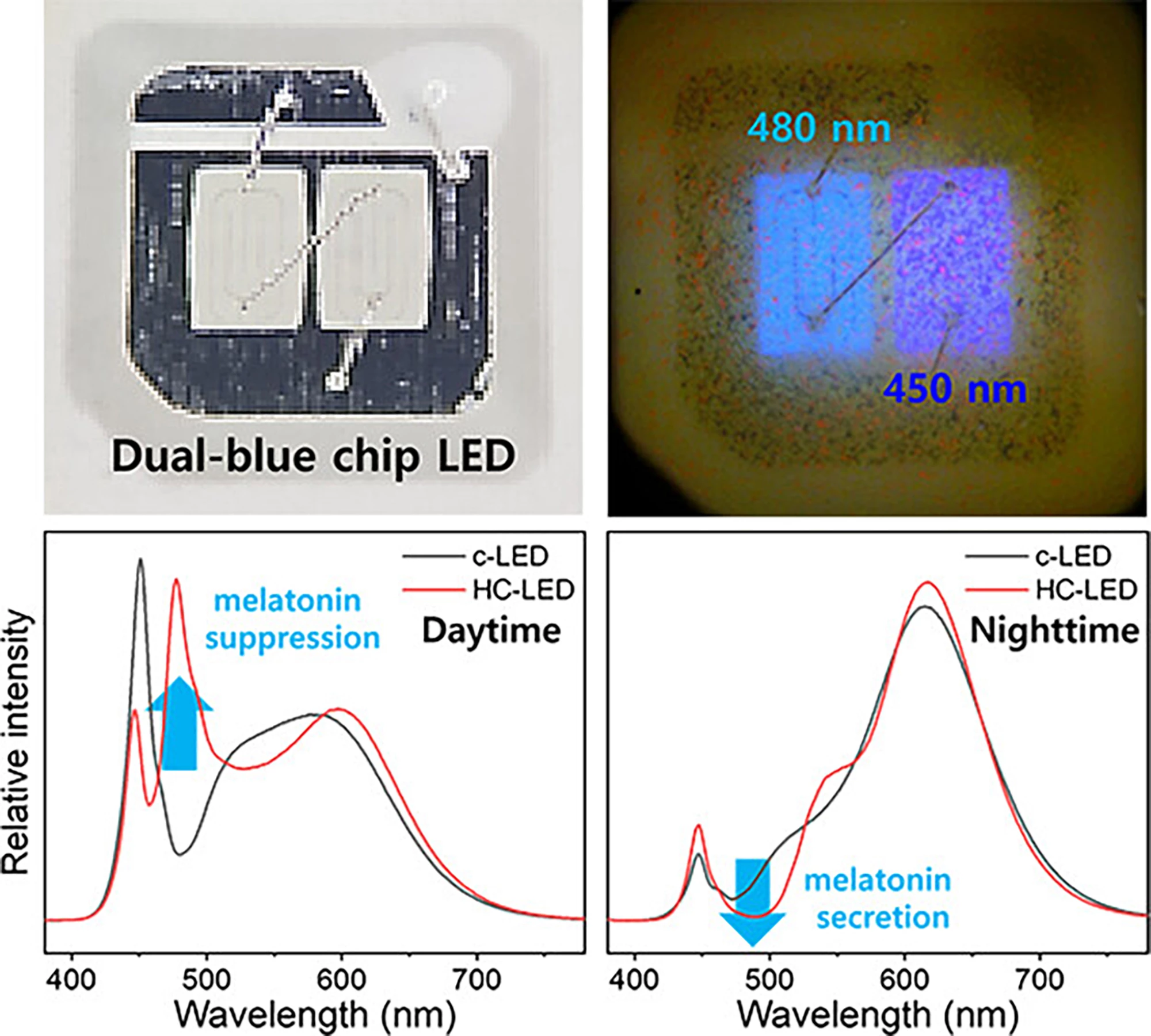 The dual-chip blue light LED (above) and its effect on melatonin levels during day- and nighttime (below)