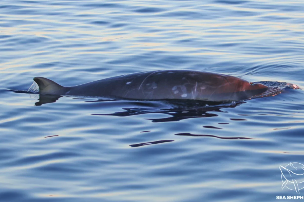Around 100 miles (160 km) north of the San Benito Islands in Mexico, scientists saw unidentified beaked whales break through the surface of the water