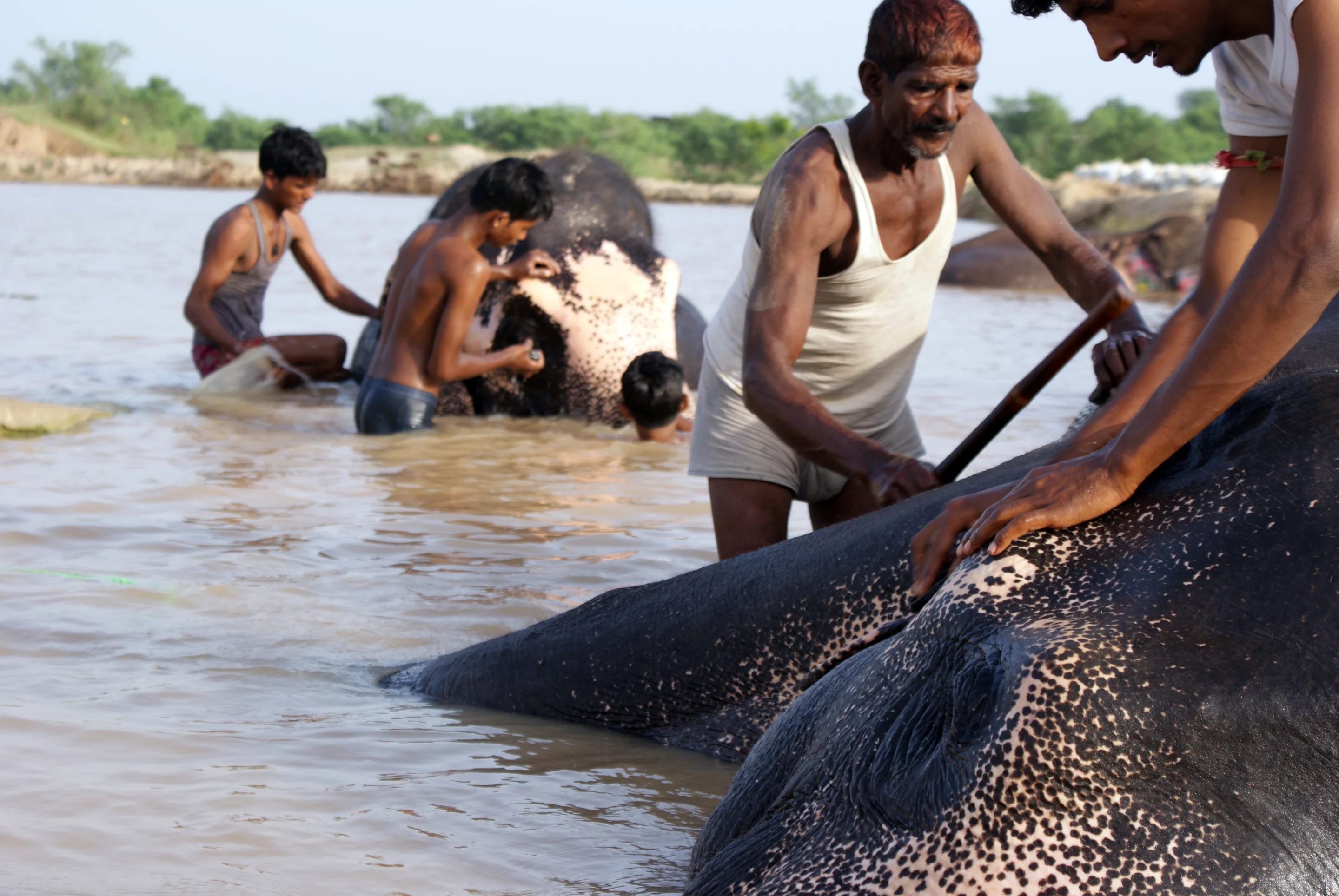 Regular bathing is essential for the elephants to maintain good health (Photo: Rajesh Vora)