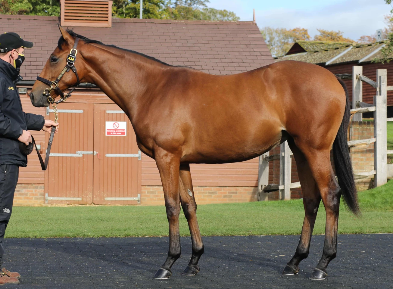 Lot 436 at Tattersalls October Yearling Sale, this Galileo filly out of Shastye sold for £3,570,000 ($4,621,766)