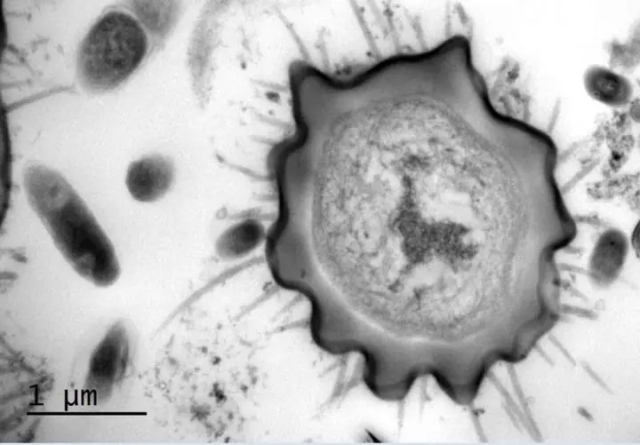 A cross-sectional microscope image of one of the maggots, showing the nanopillars protruding from its body