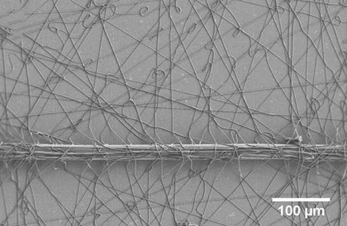 The adhesive fibers in one of the man-made attachment discs, holding down a nylon thread