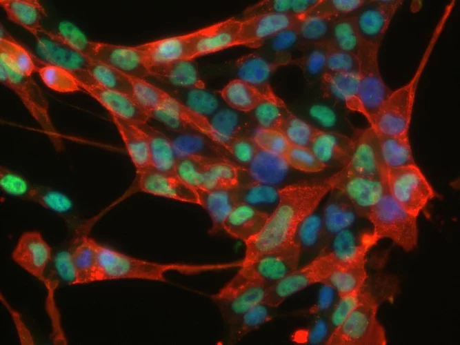 Image of the induced neural stem cells created by reprogramming skin cells (Photo: MPI for Molecular Biomedicine)