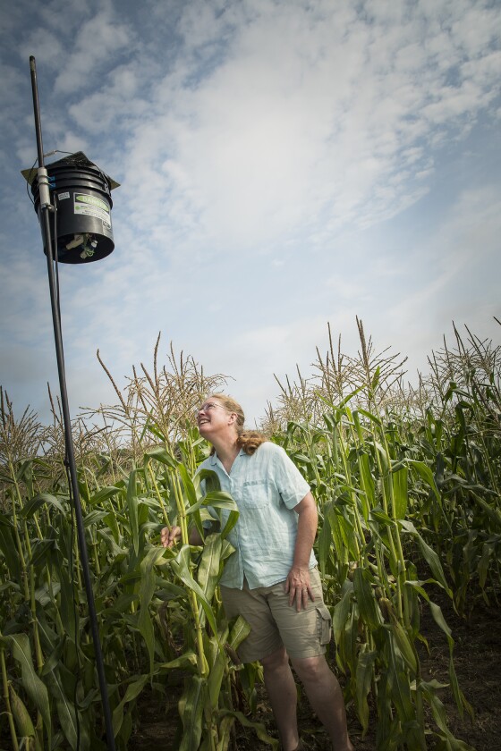 URI Professor Rebecca Brown checks out the operation of a laser scarecrow being tested in a cornfield at the URI Agronomy Farm