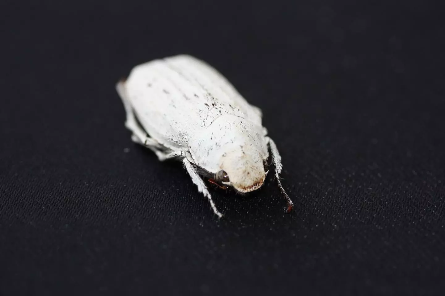 The Cyphochilus beetle, with its nice white scales