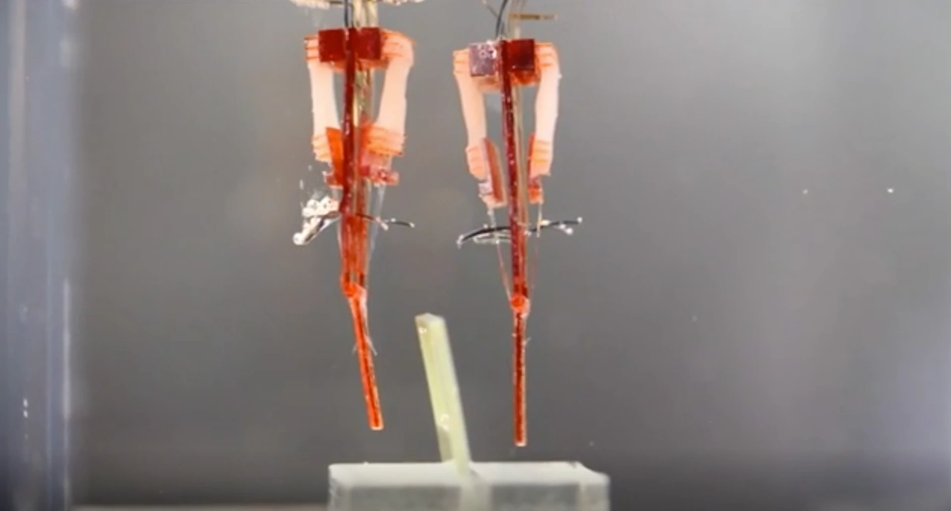 Japanese researchers have developed a way to integrate living muscle tissue into robots