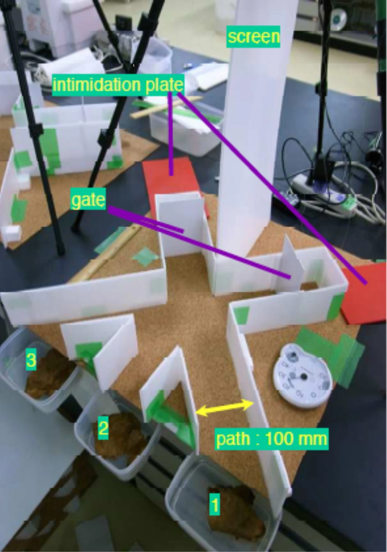A crab computer logic gate (Image: Yukio-Pegio Gunji et. al.)
