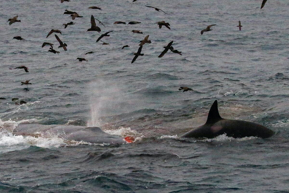 The attack occurred off the south coast of Western Australia