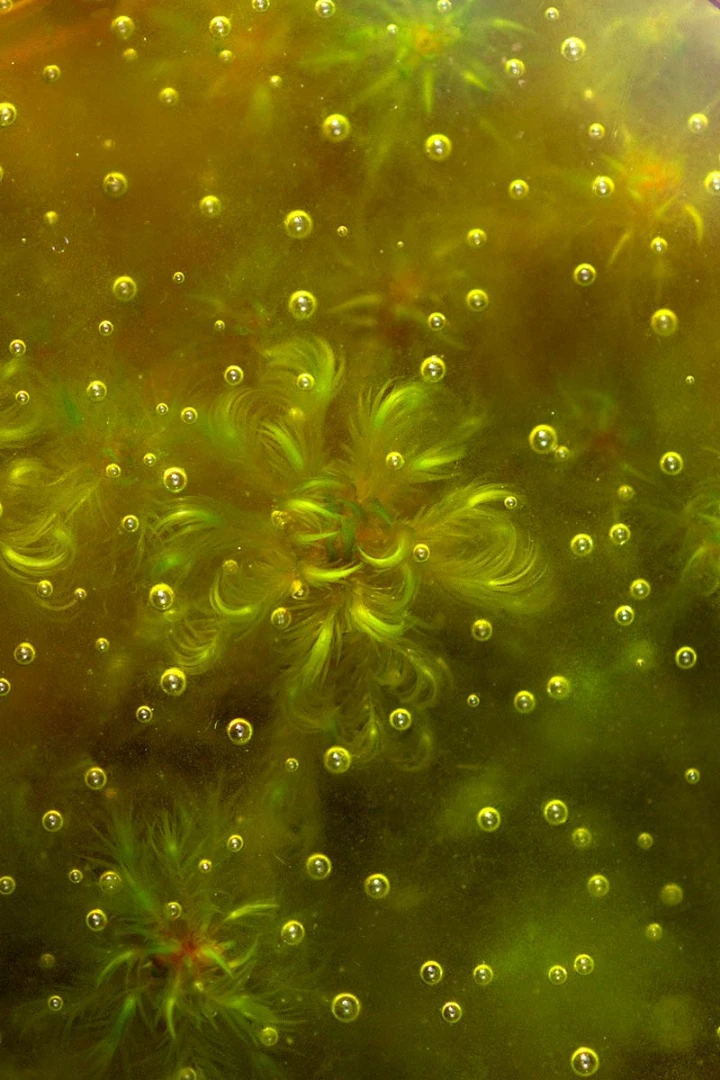 Commended: Frozen Sphagnum