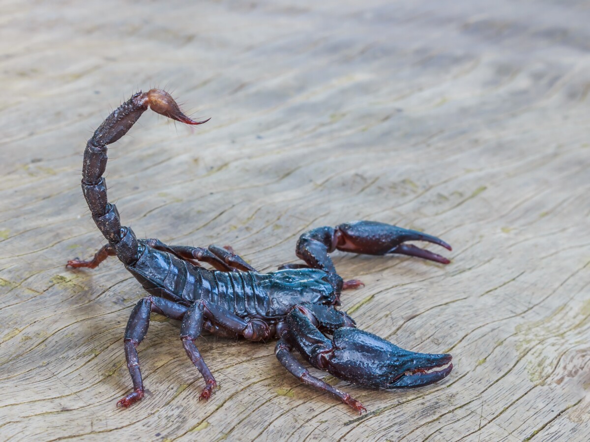 Scorpion venom has been identified as an unlikely source of a potential new treatment for arthritis