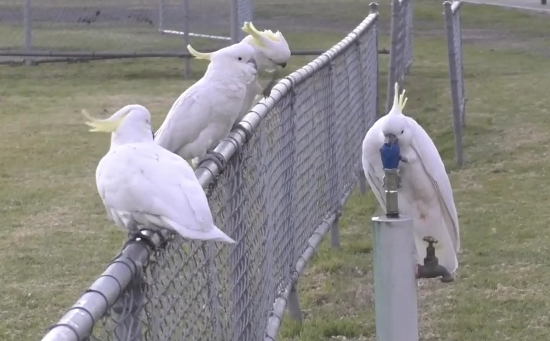 The "cockies" line up for their turn to test their skills at turning on the tap at the water fountain