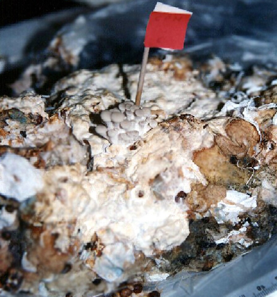 Mushrooms grown in used diapers from a process developed at UAM-A
