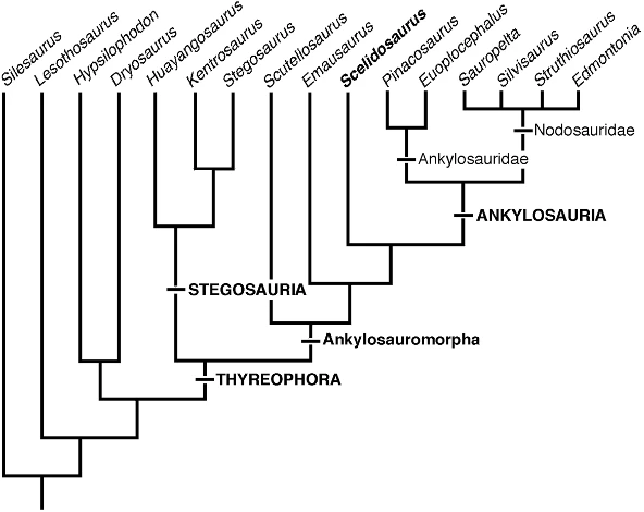 Where Scelidosaurus sits in the evolutionary tree