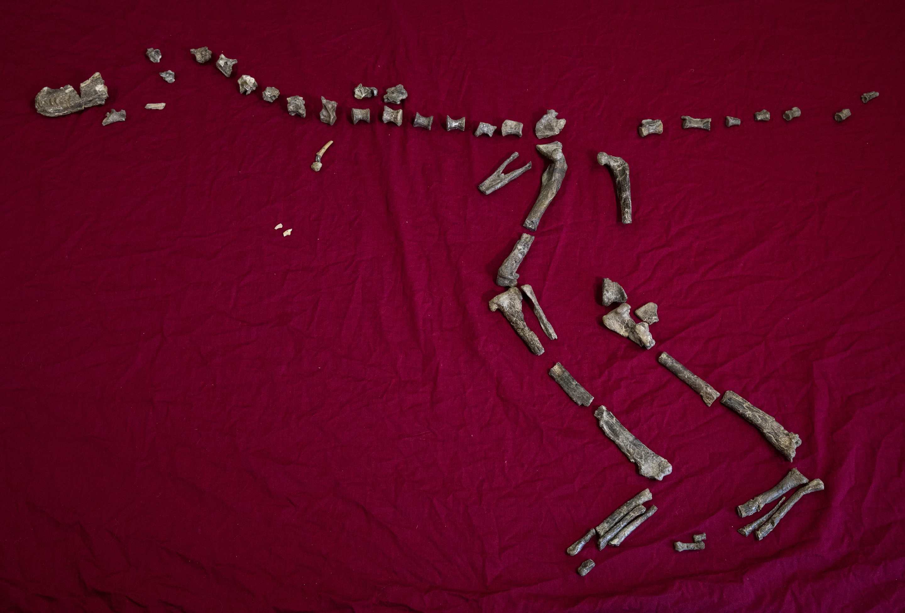 The fossilized bones of S. hazelae