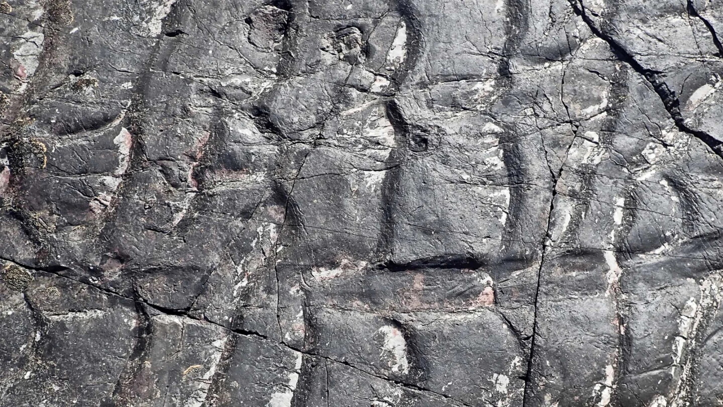 Fossilized Calamophyton tree stumps
