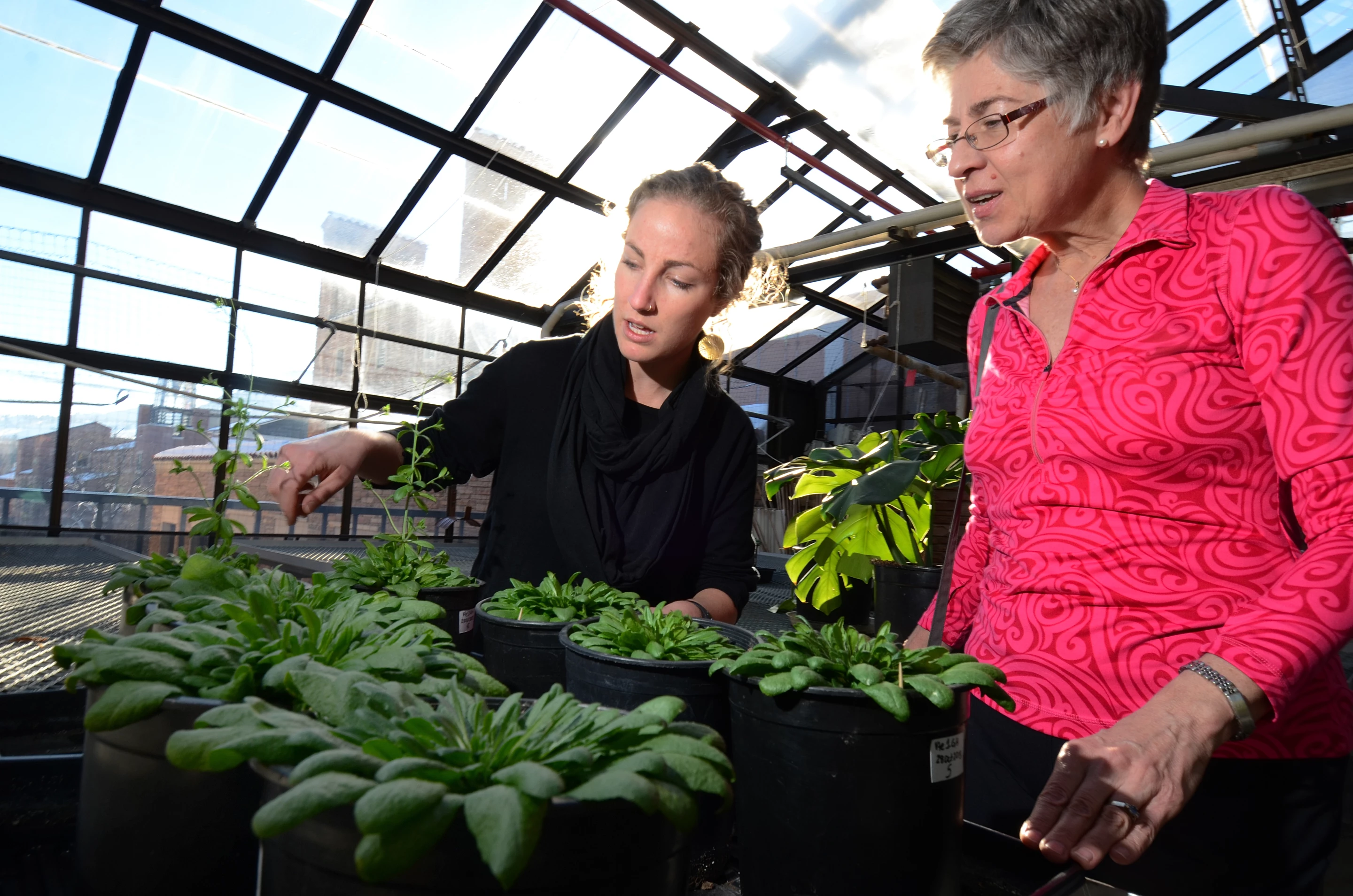 Researchers have discovered conditions that would allow plants to grow quickly in optimal conditions, while still developing a nutrient that would otherwise be absent