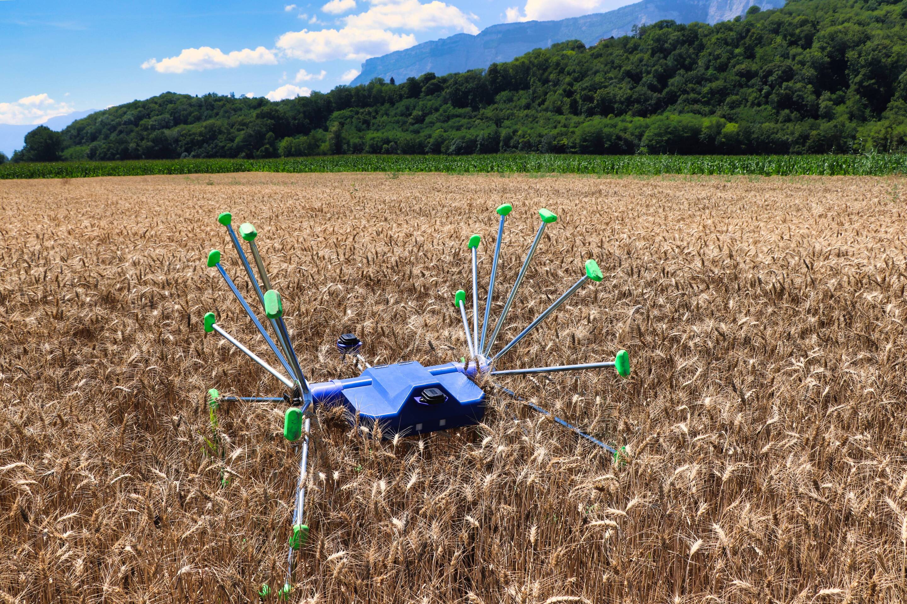 SentiV robot inspects crops by rolling its way through fields