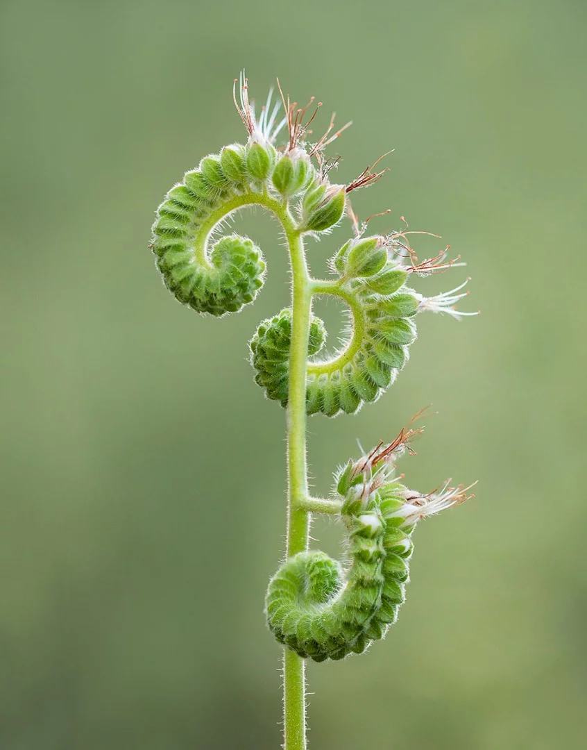 Third place: Unfurling