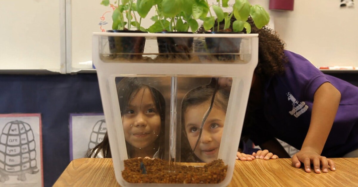 Home Aquaponics Kit Helping Kids Grow Herbs From Fish Poo