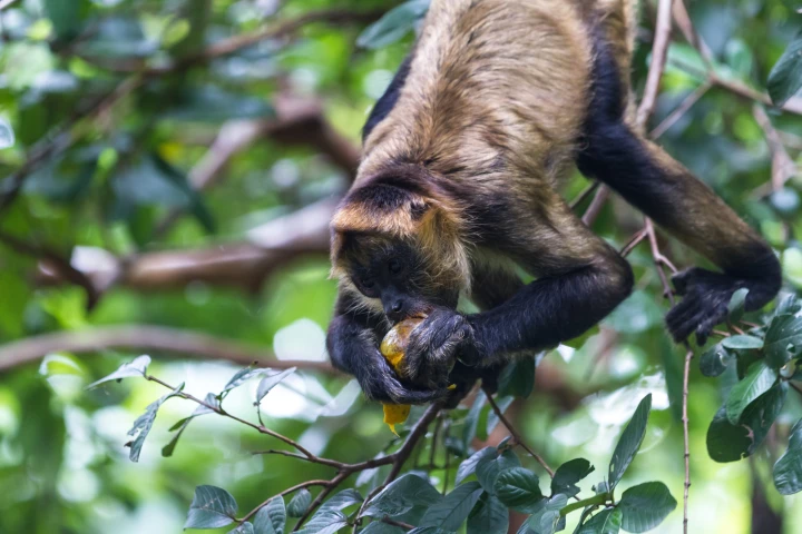 New research on the eating habits of black-handed spider monkeys shows that they metabolize the alcohol within the fermented fruit that they consume