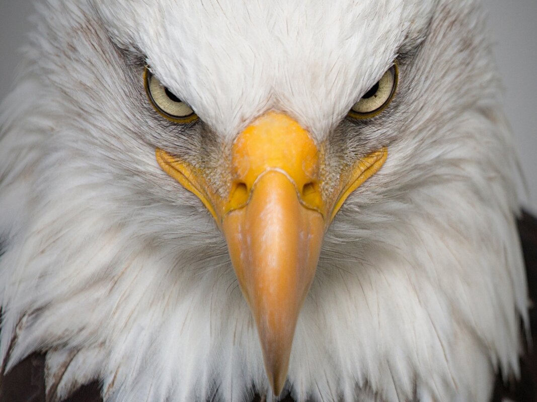Yes, birds masturbate, and it's important we all know about this
