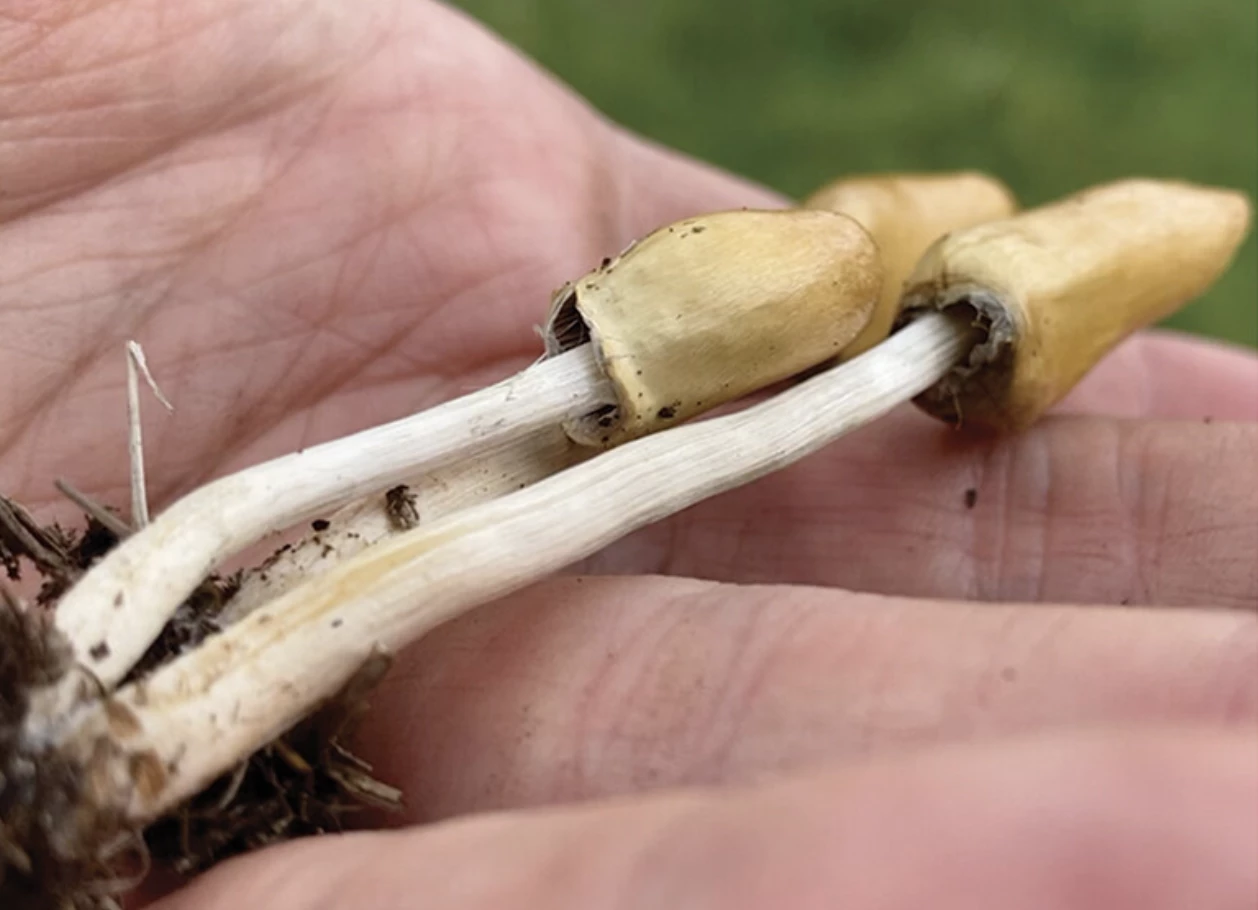 The researchers have also found out this species is used by traditional healers in Losotho