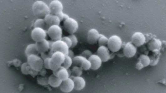 First truly synthetic organism created