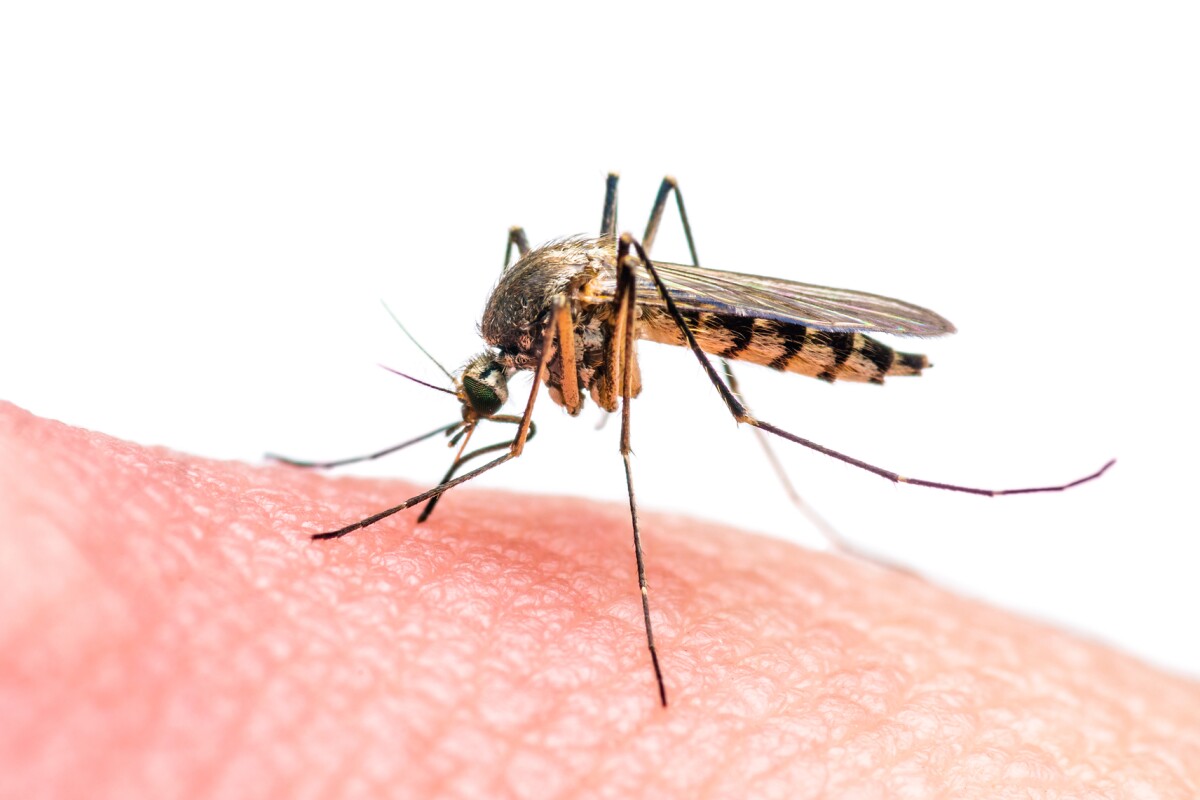 Scientists Develop Genetically Engineered Mosquitoes That Would Be Infertile