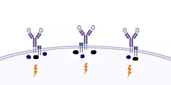 How the study has revealed B cells can be activated