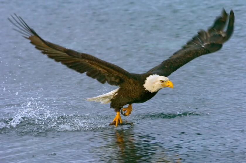 An American Bald Eagle swoops down to grab lunch (Photo: Shutterstock)