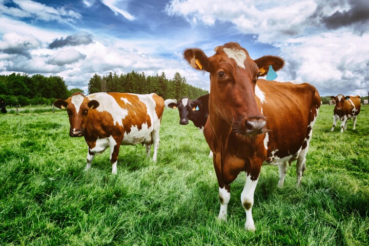 Healthy cows were able to transfer the virus to other animals when transported to other farms