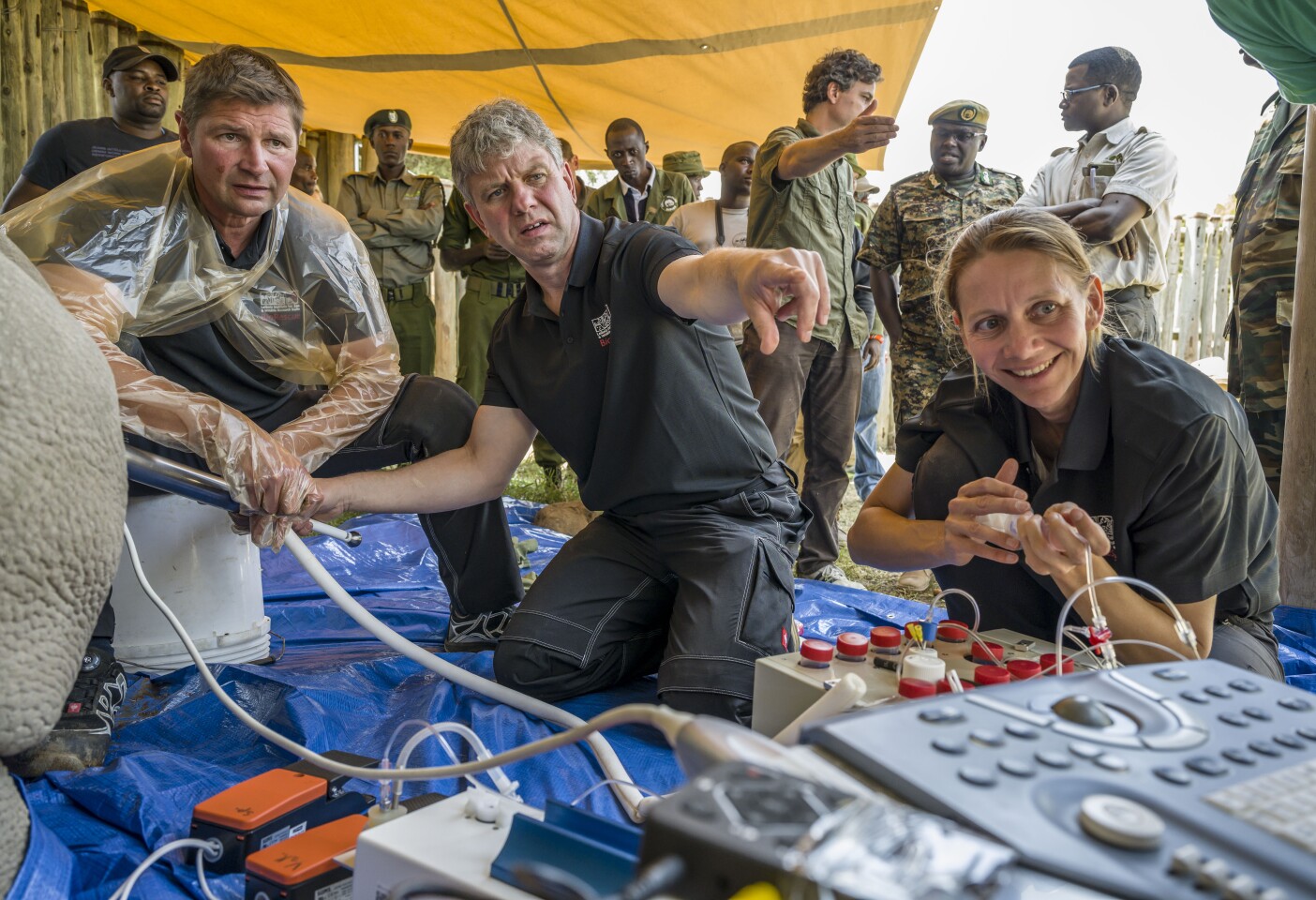 Fatu is undergoing the ovum pick-up procedure performed by Prof. Robert Hermes from Leibniz-IZW (left), Prof. Thomas Hildebrandt from Leibniz-IZW (middle) and Dr. Susanne Holtze from Leibniz-IZW (right)
